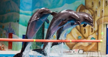 İstanbul Dolphinarium Gezi Programı – Lider Eğitim